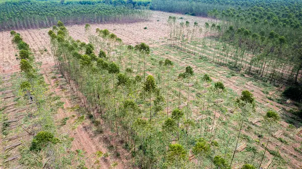 Çiftçiler satmak için ağaç kesiyor ya da okaliptüs ağaçları kesiyor. Ağaçların kesildiği bölgede orman tahribatı meydana gelir..