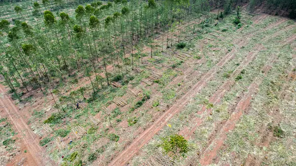 Çiftçiler satmak için ağaç kesiyor ya da okaliptüs ağaçları kesiyor. Ağaçların kesildiği bölgede orman tahribatı meydana gelir..