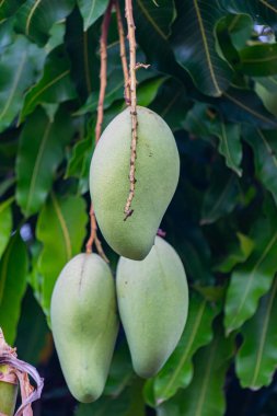 Olgunlaşmamış yeşil mangolar mango bahçesindeki bir mango ağacında asılı..