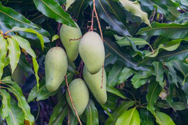 Olgunlaşmamış yeşil mangolar mango bahçesindeki bir mango ağacında asılı..