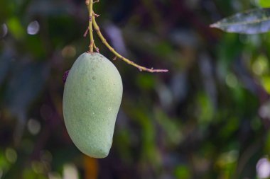 Olgunlaşmamış yeşil mangolar mango bahçesindeki bir mango ağacında asılı..