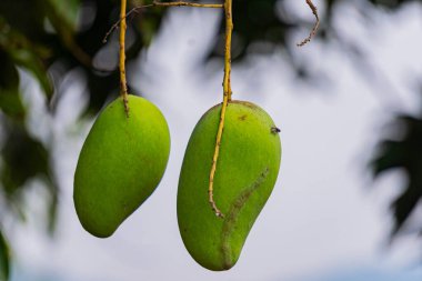 Olgunlaşmamış yeşil mangolar mango bahçesindeki bir mango ağacında asılı..