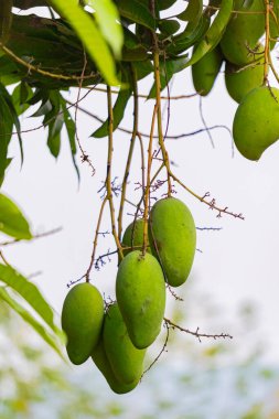Olgunlaşmamış yeşil mangolar mango bahçesindeki bir mango ağacında asılı..