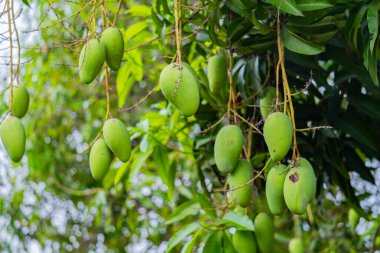 Olgunlaşmamış yeşil mangolar mango bahçesindeki bir mango ağacında asılı..
