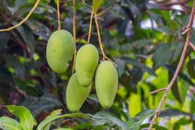 Olgunlaşmamış yeşil mangolar mango bahçesindeki bir mango ağacında asılı..