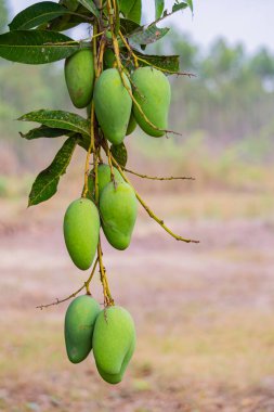 Olgunlaşmamış yeşil mangolar mango bahçesindeki bir mango ağacında asılı..