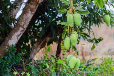 Olgunlaşmamış yeşil mangolar mango bahçesindeki bir mango ağacında asılı..