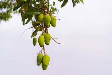 Olgunlaşmamış yeşil mangolar mango bahçesindeki bir mango ağacında asılı..