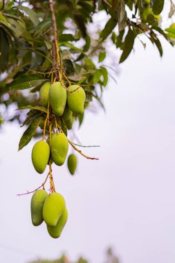 Olgunlaşmamış yeşil mangolar mango bahçesindeki bir mango ağacında asılı..
