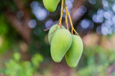 Olgunlaşmamış yeşil mangolar mango bahçesindeki bir mango ağacında asılı..