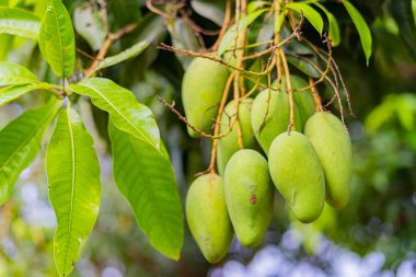 Olgunlaşmamış yeşil mangolar mango bahçesindeki bir mango ağacında asılı..