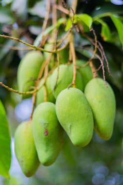 Olgunlaşmamış yeşil mangolar mango bahçesindeki bir mango ağacında asılı..