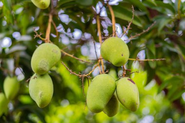 Olgunlaşmamış yeşil mangolar mango bahçesindeki bir mango ağacında asılı..