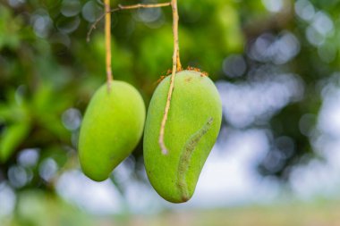 Olgunlaşmamış yeşil mangolar mango bahçesindeki bir mango ağacında asılı..