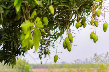 Olgunlaşmamış yeşil mangolar mango bahçesindeki bir mango ağacında asılı..