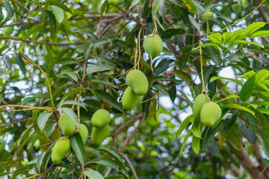 Olgunlaşmamış yeşil mangolar mango bahçesindeki bir mango ağacında asılı..