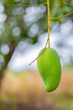 Olgunlaşmamış yeşil mangolar mango bahçesindeki bir mango ağacında asılı..