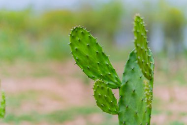 Kaktüs, kaktüs bahçede yetişir.