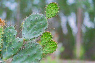 Kaktüs, kaktüs bahçede yetişir.