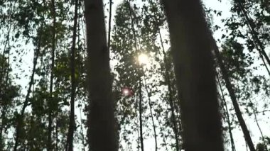 Güneş ışığı altında okaliptüs ağaçları içinden geçiyor ve doğada rüzgar esiyor..