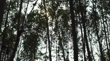 Güneş ışığı altında okaliptüs ağaçları içinden geçiyor ve doğada rüzgar esiyor..