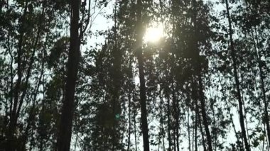 Güneş ışığı altında okaliptüs ağaçları içinden geçiyor ve doğada rüzgar esiyor..