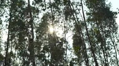 Güneş ışığı altında okaliptüs ağaçları içinden geçiyor ve doğada rüzgar esiyor..