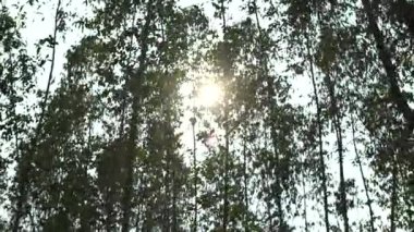 Güneş ışığı altında okaliptüs ağaçları içinden geçiyor ve doğada rüzgar esiyor..