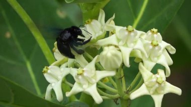 Böcekler nektar yemek ve çiçekleri tozlaştırmak için çiçeklere uçarlar..
