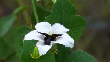 Böcekler nektar yemek ve çiçekleri tozlaştırmak için çiçeklere uçarlar..