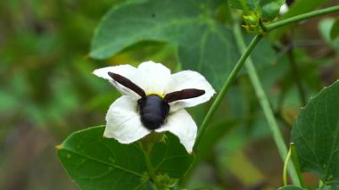 Böcekler nektar yemek ve çiçekleri tozlaştırmak için çiçeklere uçarlar..