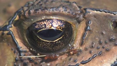 Bir kurbağanın makro yakın çekim videosu