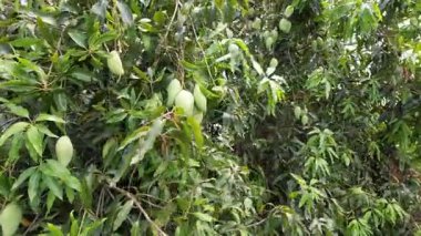 Mango ağaçları meyve mevsiminde mango bahçesinde meyve verir..