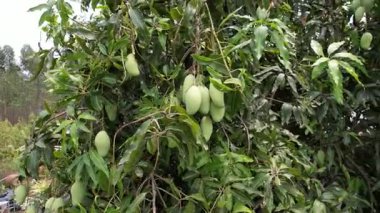 Mango ağaçları meyve mevsiminde mango bahçesinde meyve verir..