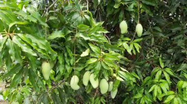 Mango ağaçları meyve mevsiminde mango bahçesinde meyve verir..
