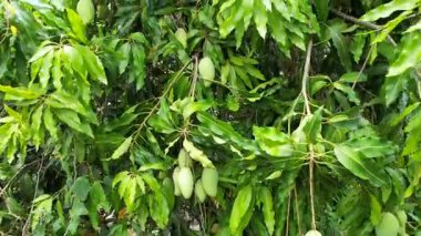 Mango ağaçları meyve mevsiminde mango bahçesinde meyve verir..