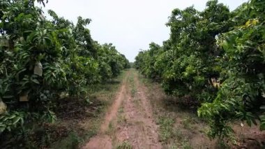 Mango ağaçları mango bahçesinde sıra sıra dikilir..
