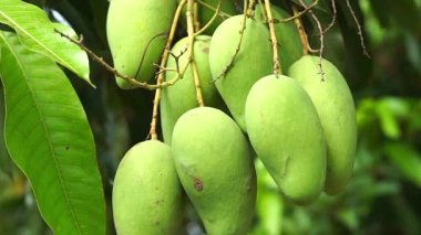 Mango bahçelerinde mango ağaçlarından sarkan yeşil mangolar meyve mevsimidir..