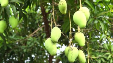 Mango bahçelerinde mango ağaçlarından sarkan yeşil mangolar meyve mevsimidir..