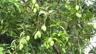 Mango bahçelerinde mango ağaçlarından sarkan yeşil mangolar meyve mevsimidir..