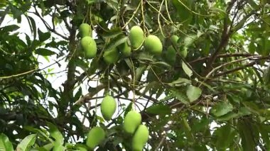 Mango bahçelerinde mango ağaçlarından sarkan yeşil mangolar meyve mevsimidir..