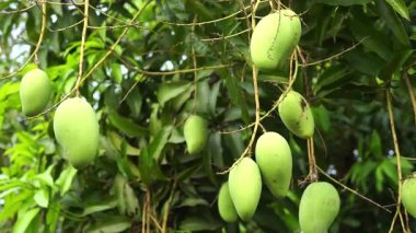 Mango bahçelerinde mango ağaçlarından sarkan yeşil mangolar meyve mevsimidir..