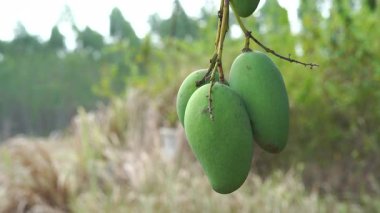 Mango bahçelerinde mango ağaçlarından sarkan yeşil mangolar meyve mevsimidir..