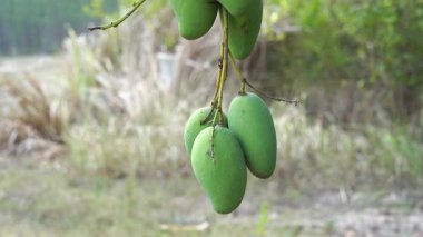 Mango bahçelerinde mango ağaçlarından sarkan yeşil mangolar meyve mevsimidir..