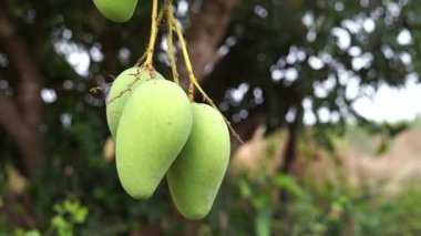 Mango bahçelerinde mango ağaçlarından sarkan yeşil mangolar meyve mevsimidir..
