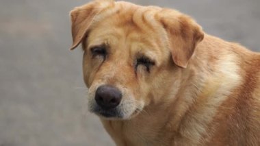 Yerel bir türün sevimli kahverengi köpeği mutlu mesut duruyor. Tayland cinsi..