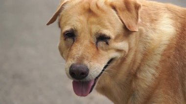 Yerel bir türün sevimli kahverengi köpeği mutlu mesut duruyor. Tayland cinsi..