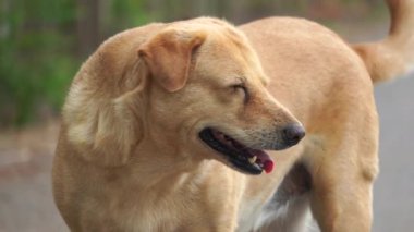 Yerel bir türün sevimli kahverengi köpeği mutlu mesut duruyor. Tayland cinsi..