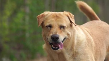 Yerel bir türün sevimli kahverengi köpeği mutlu mesut duruyor. Tayland cinsi..