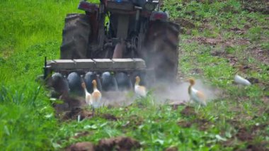 Çiftçiler çiftçilik için tarlayı sürmek için traktör kullanıyorlar..